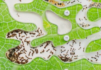 Питание муравьев в формикарии